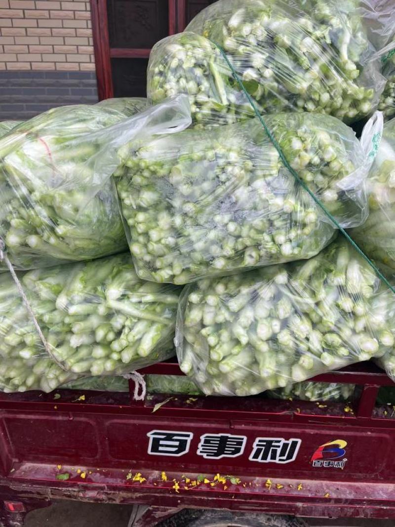 湖北宜昌白菜苔新鲜翠绿货量充足供应各大档口商超电商
