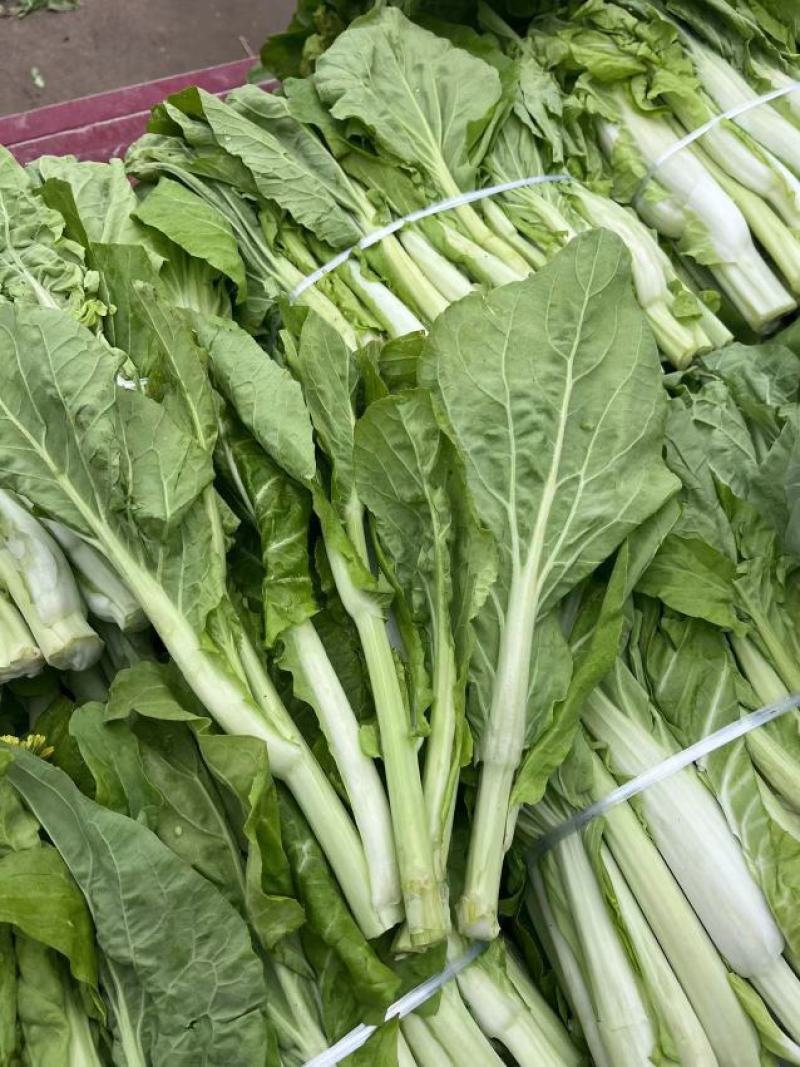 湖北宜昌白菜苔新鲜翠绿货量充足供应各大档口商超电商
