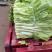 湖北宜昌白菜苔新鲜翠绿货量充足供应各大档口商超电商
