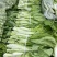 湖北宜昌白菜苔新鲜翠绿货量充足供应各大档口商超电商