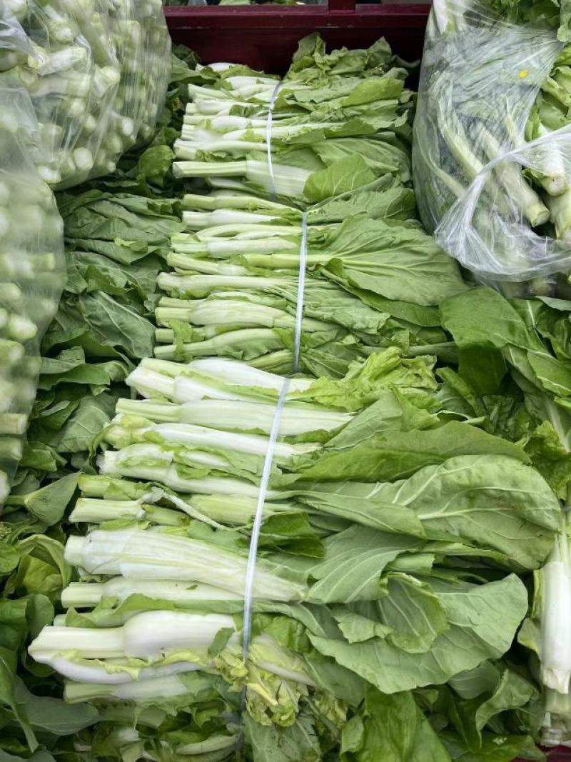 湖北宜昌白菜苔新鲜翠绿货量充足供应各大档口商超电商