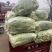 湖北宜昌白菜苔新鲜翠绿货量充足供应各大档口商超电商