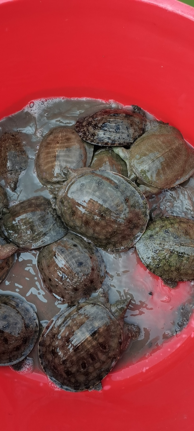 甲鱼