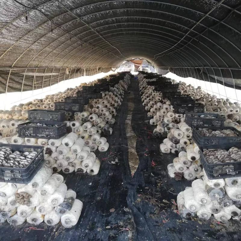 河南南阳唐河县食用菌新鲜平菇基地直发保质保量对接全国市场