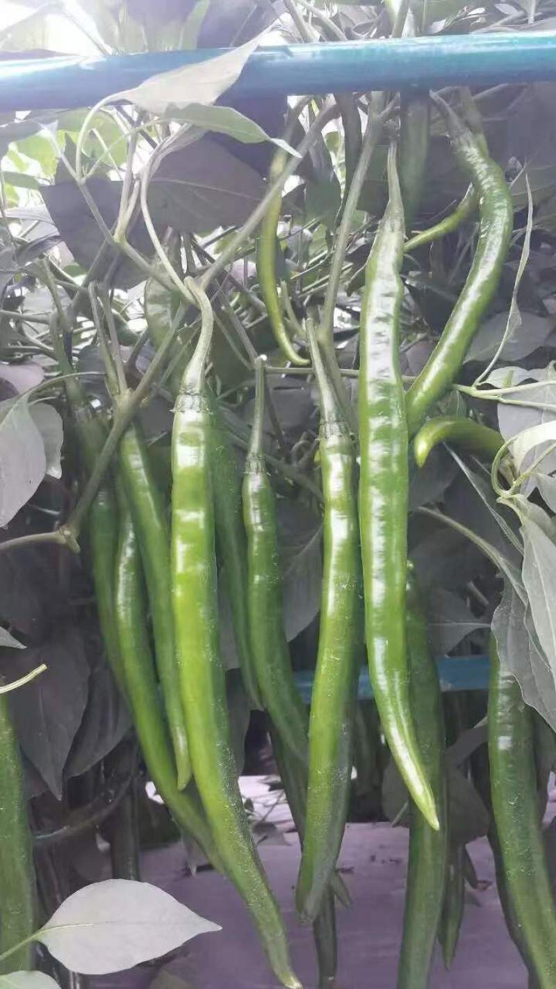 【晨宝种苗】线椒苗，黑线，红线，黄线，免费技术指导