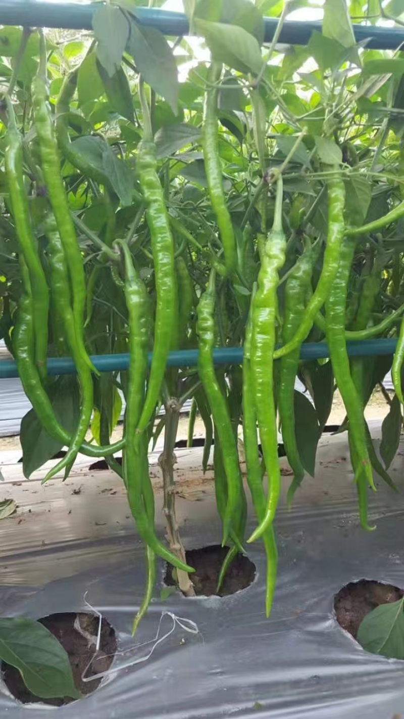 【晨宝种苗】线椒苗，黑线，红线，黄线，免费技术指导