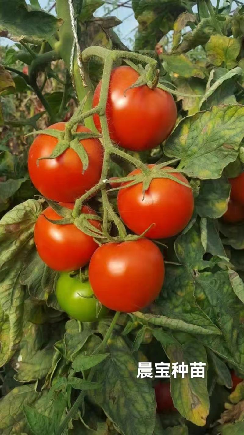 越夏抗热大果硬粉西红柿苗子，抗病毒，产量高，免费技术指导