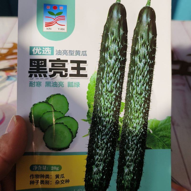 黑亮黄瓜种子杂交种耐寒黑油亮瓜瓤绿早熟不易化瓜刺瘤明显