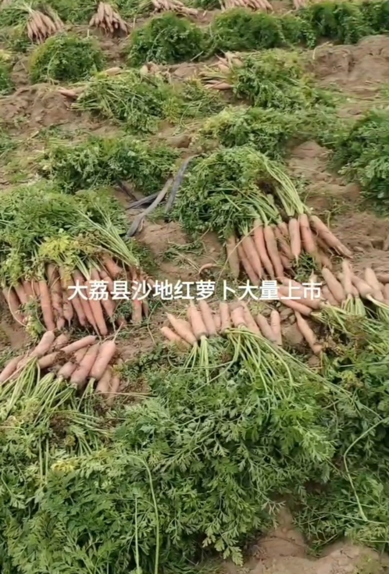 陕西红萝卜，电商网贷货，带叶子红萝卜，称杆萝卜，北京红