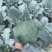 七星台镇精品西蓝花大量现货量大从优价格美丽