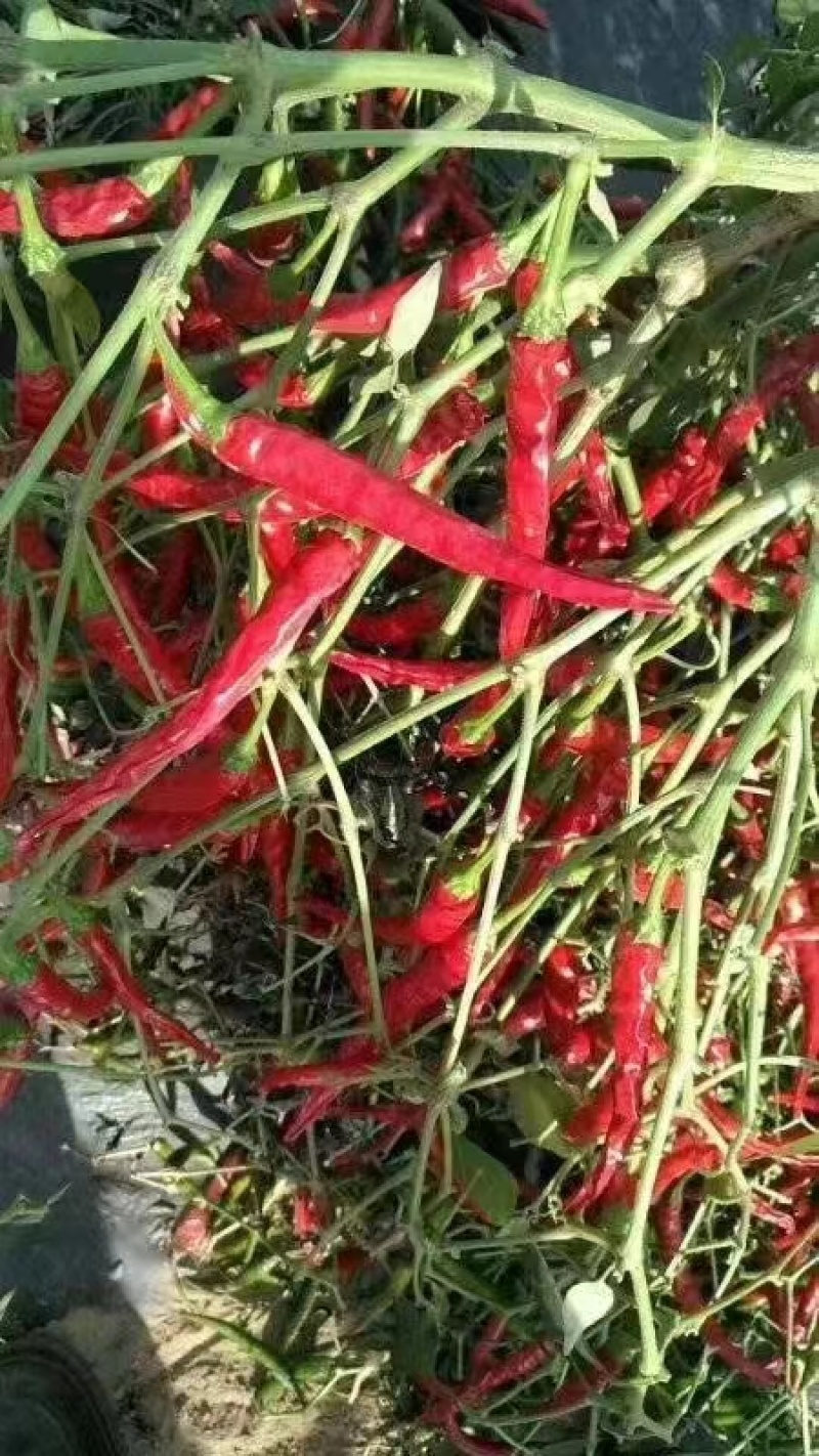 朝天椒种子聚缘艳红158大果单生抗病腌制剁椒鲜食硬