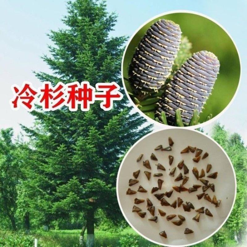 冷杉种子包邮四季常青杉树苗不落叶不发黄杉树景观绿化观赏当