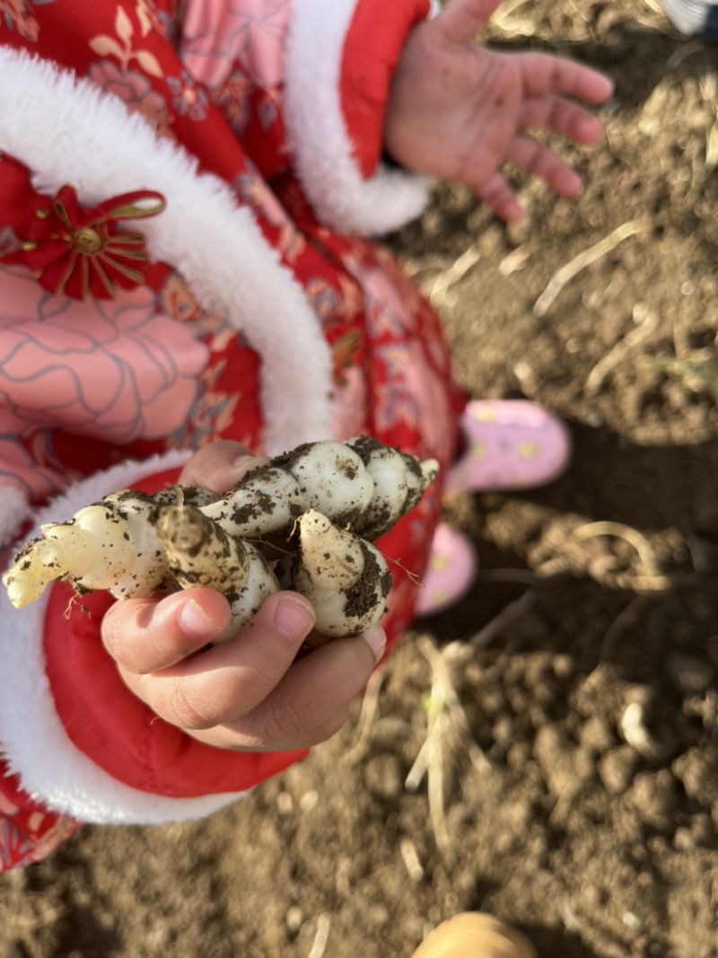 甘露子螺丝菜地环长期供应