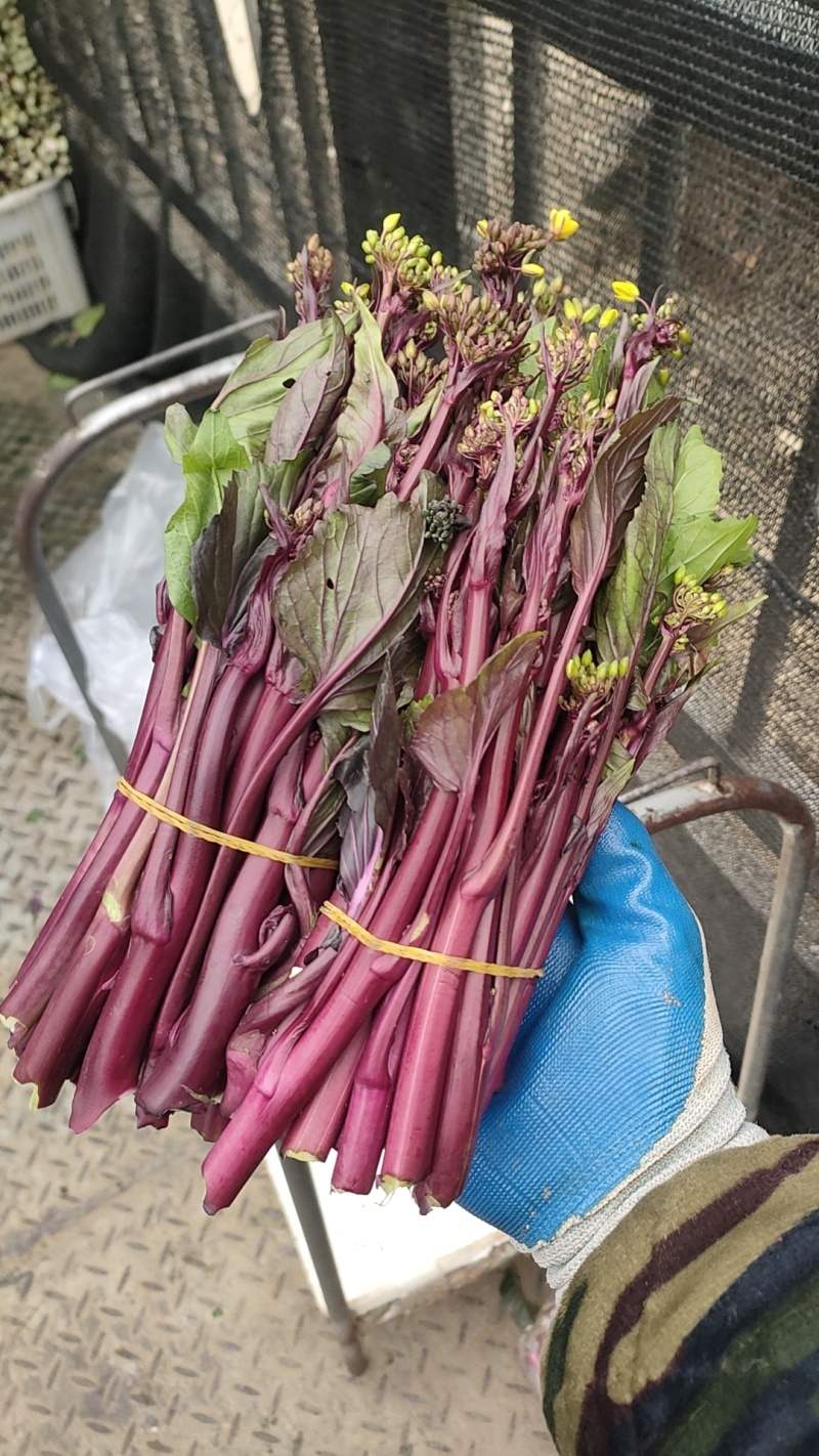 贵州红菜苔一手货源，品质保证，对接全国客商欢迎来电洽谈