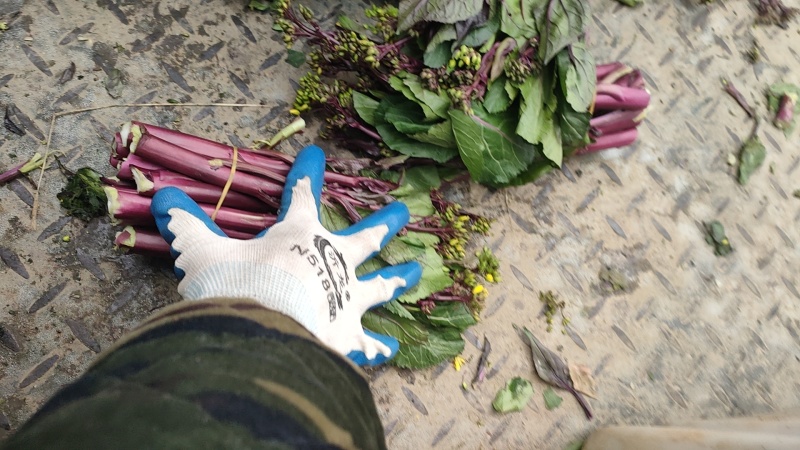 贵州红菜苔一手货源，品质保证，对接全国客商欢迎来电洽谈
