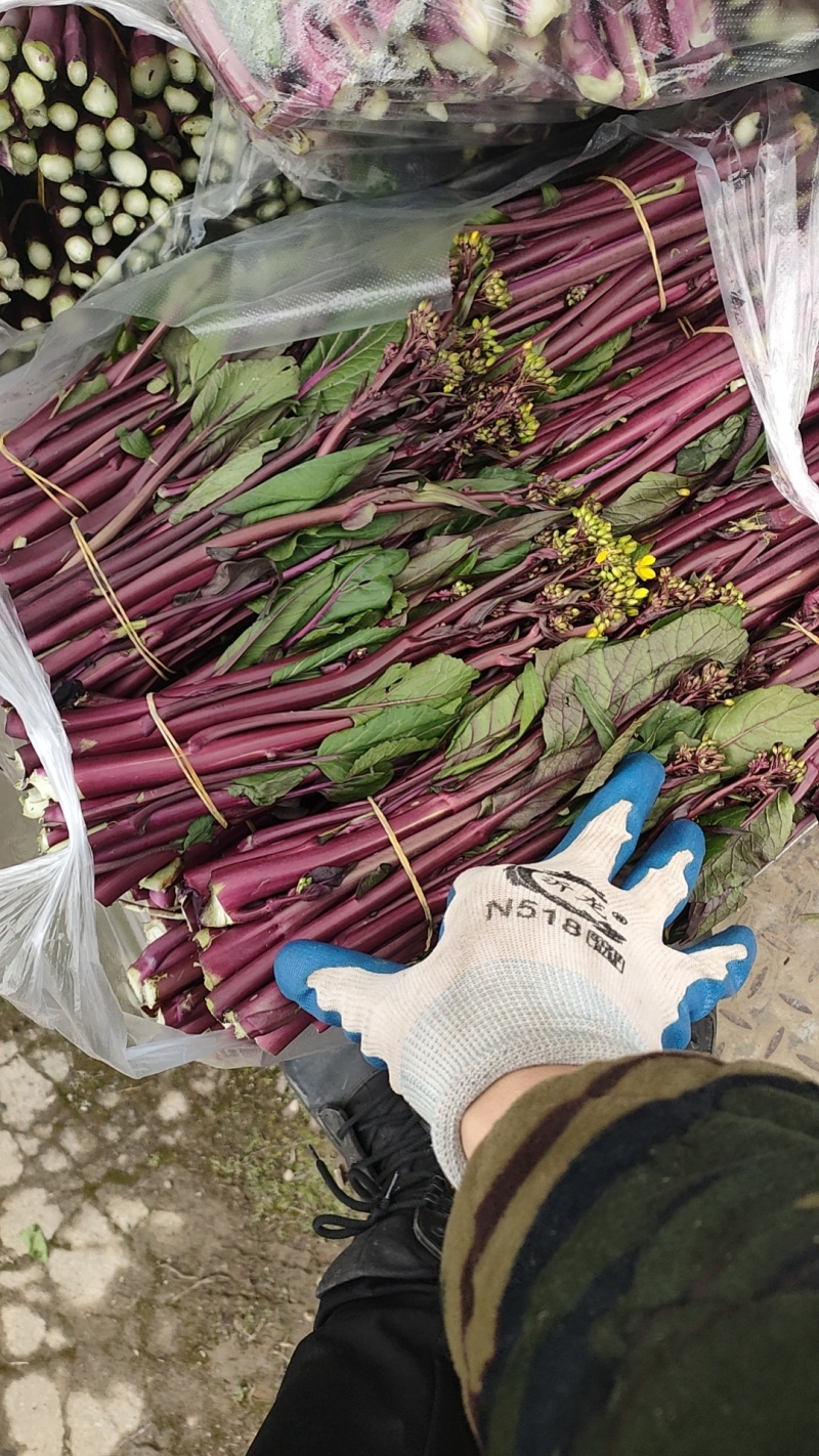贵州红菜苔一手货源，品质保证，对接全国客商欢迎来电洽谈