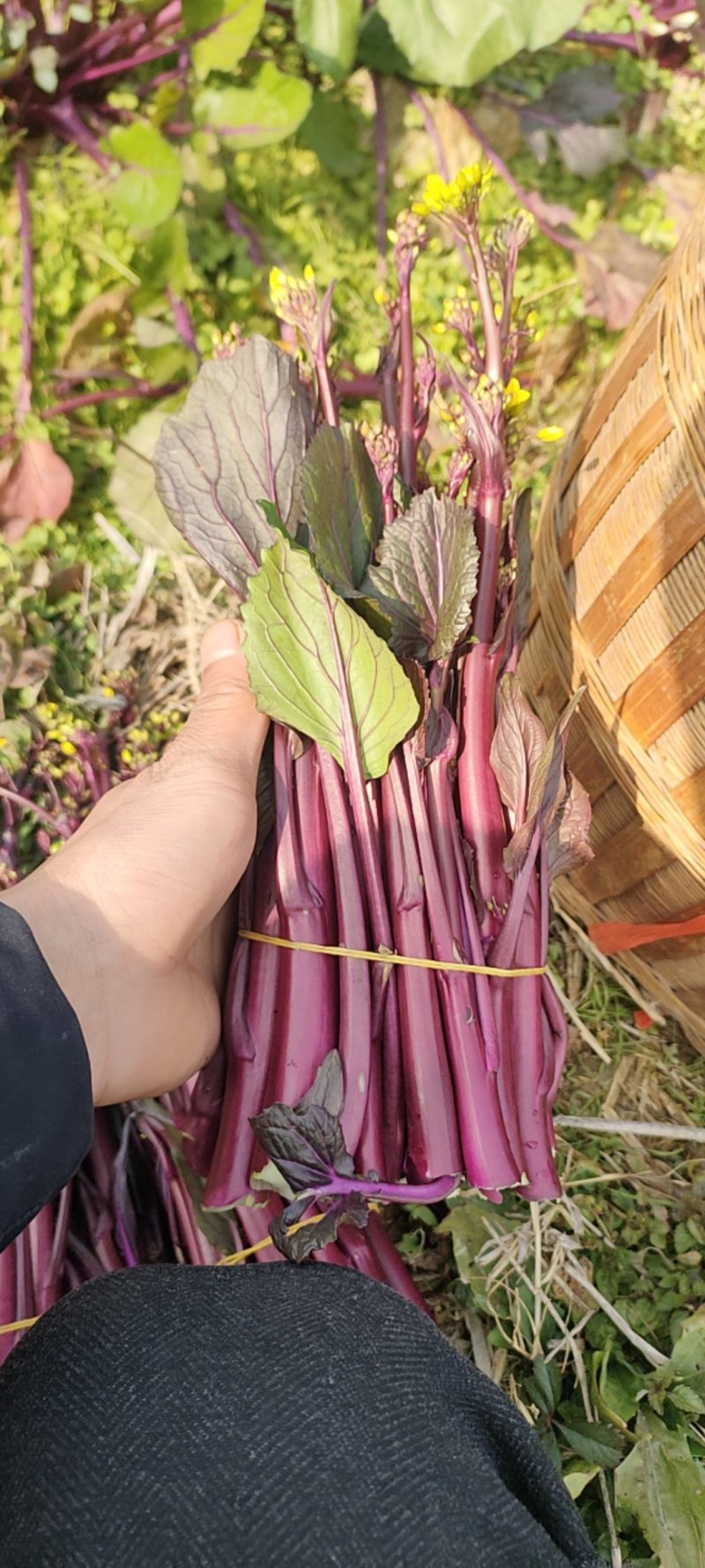 贵州红菜苔一手货源，品质保证，对接全国客商欢迎来电洽谈
