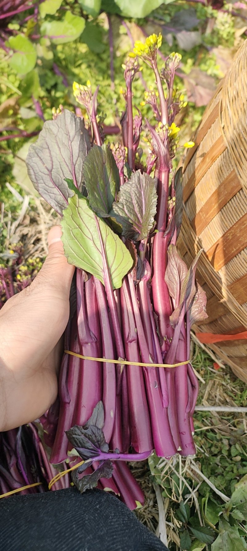 贵州红菜苔一手货源，品质保证，对接全国客商欢迎来电洽谈