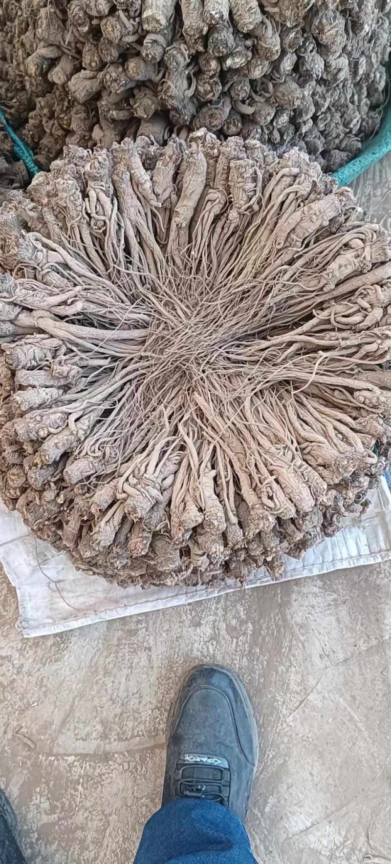 优质当归，产地直发，货源充足，品质保证。欢迎老板采购