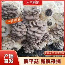 【推荐】河南食用菌蘑菇平菇基地直供，一手货源，质优