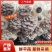 【推荐】河南食用菌蘑菇平菇基地直供，一手货源，质优