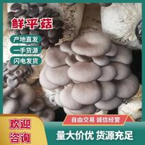 河南南阳唐河县食用菌新鲜平菇基地直发保质保量对接全国市场