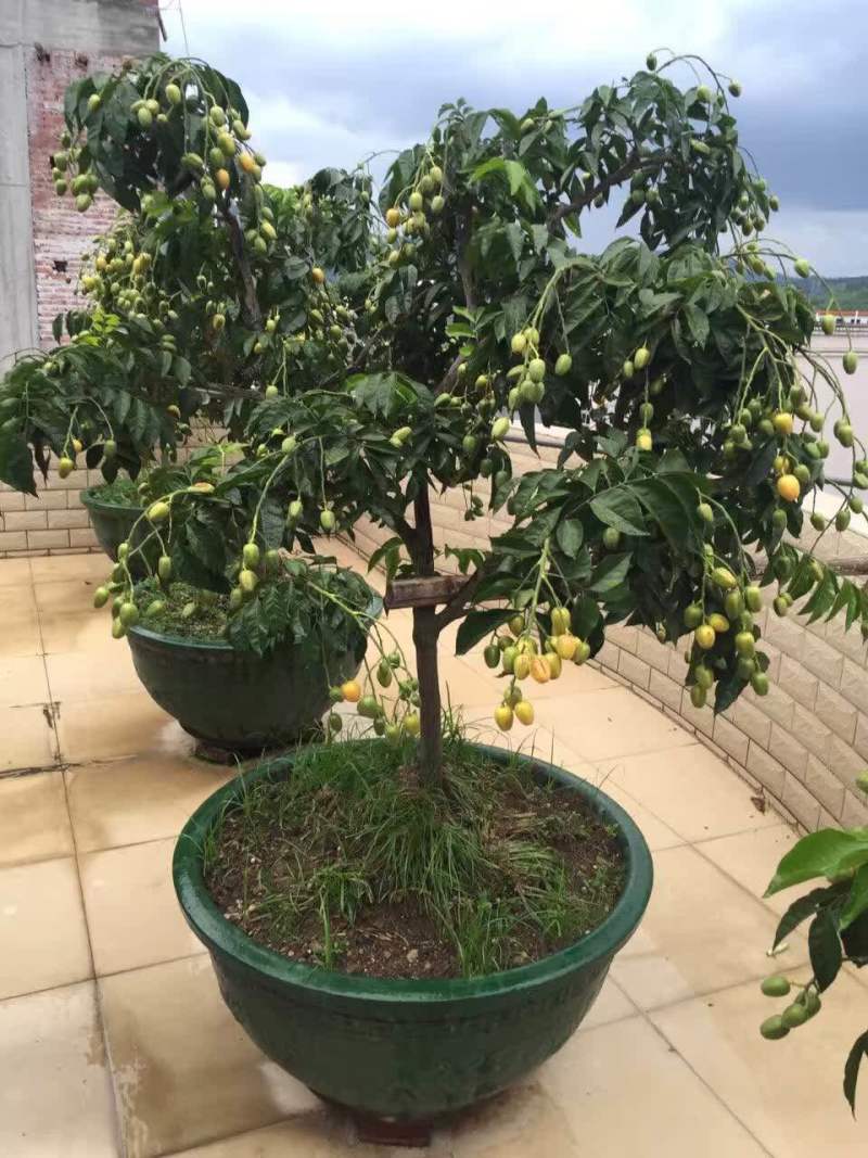 郁南建城无核黄皮苗，大鸡心黄皮苗，无核黄皮苗