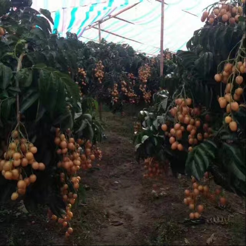 郁南建城无核黄皮苗，大鸡心黄皮苗，无核黄皮苗