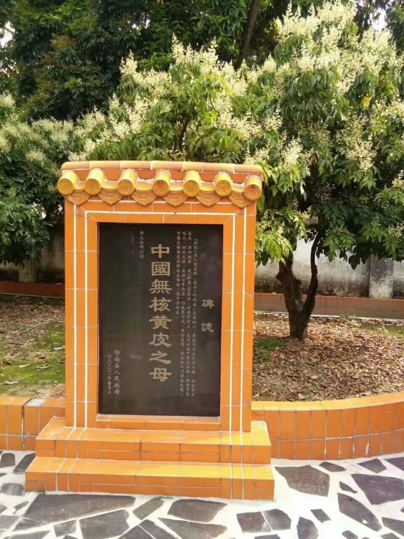 郁南建城无核黄皮苗，大鸡心黄皮苗，无核黄皮苗