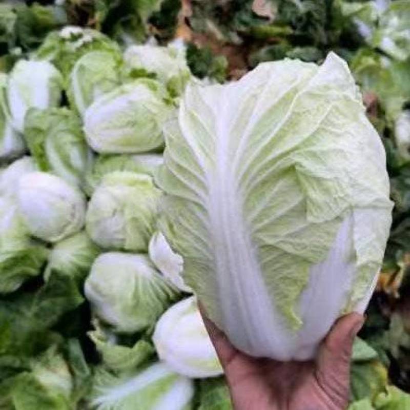 大白菜