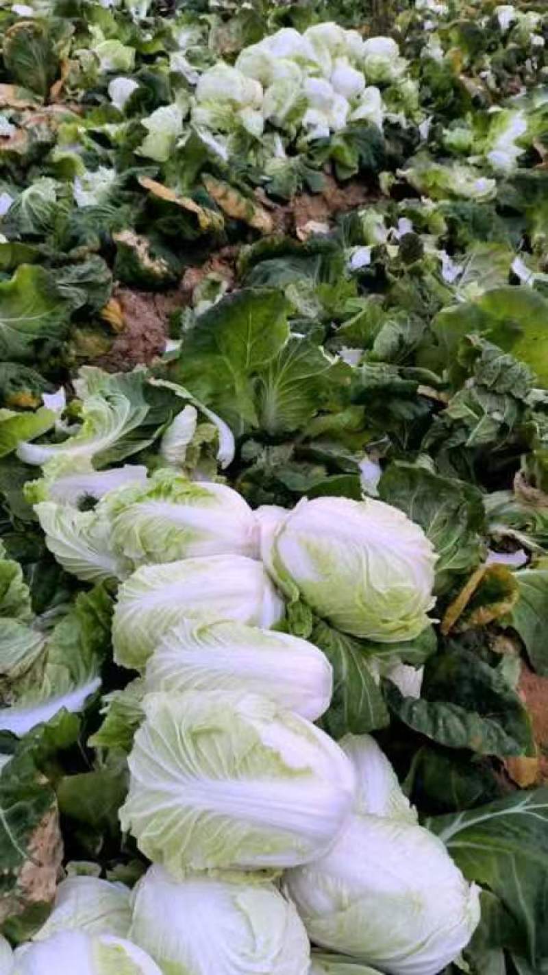 大白菜