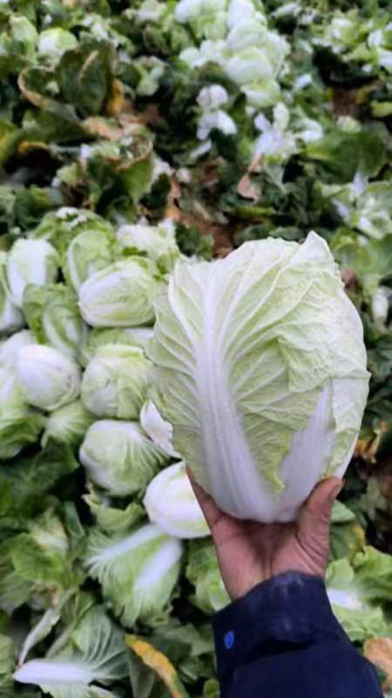 大白菜