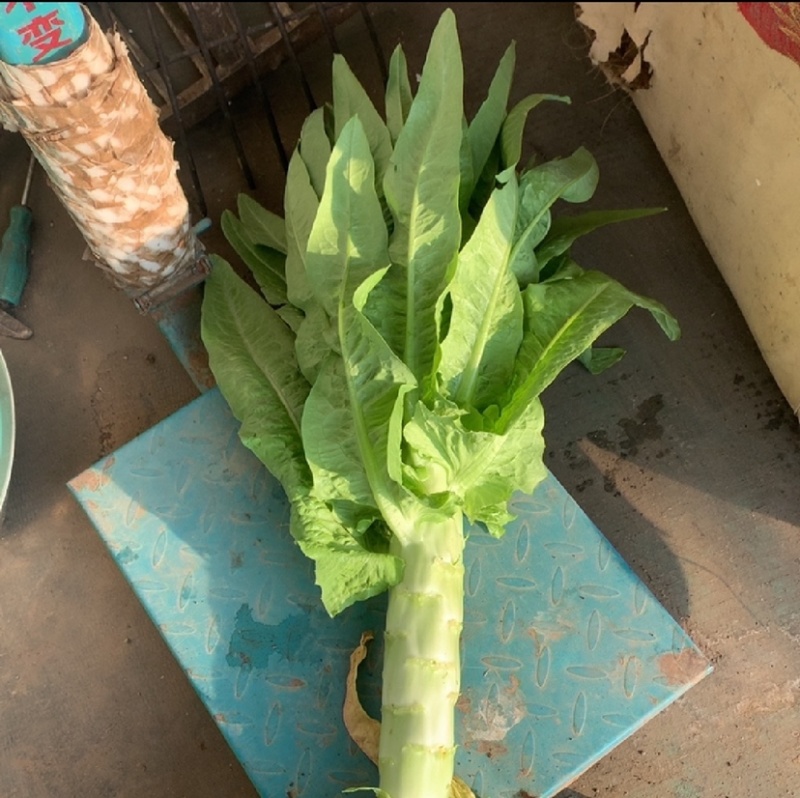 精品莴苣货量充足