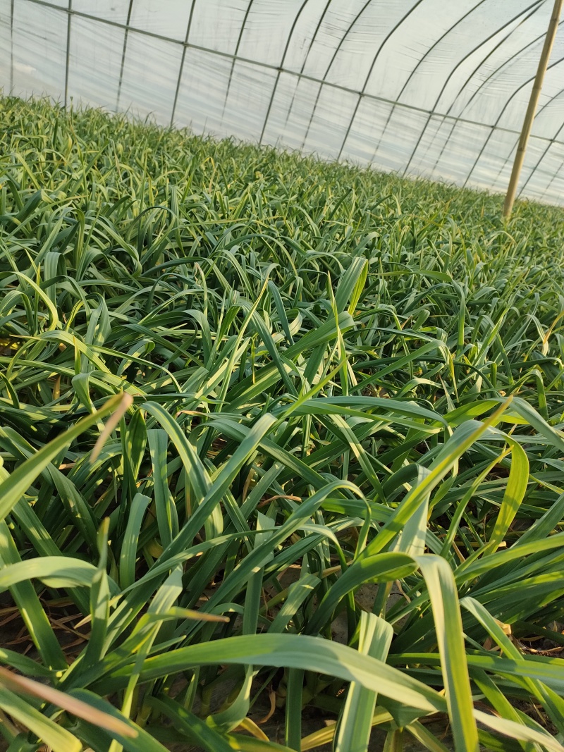 鱼台红根蒜苗大量有货，每天上货量10斤以需要的朋友联系我