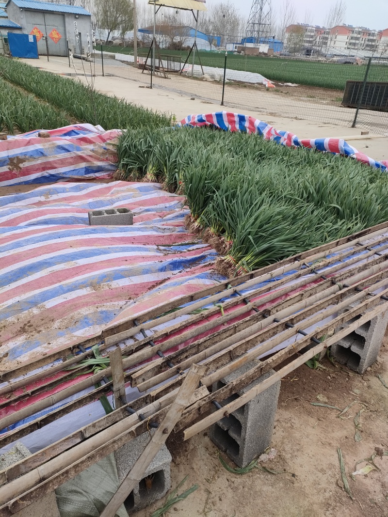 鱼台红根蒜苗大量有货，每天上货量10斤以需要的朋友联系我