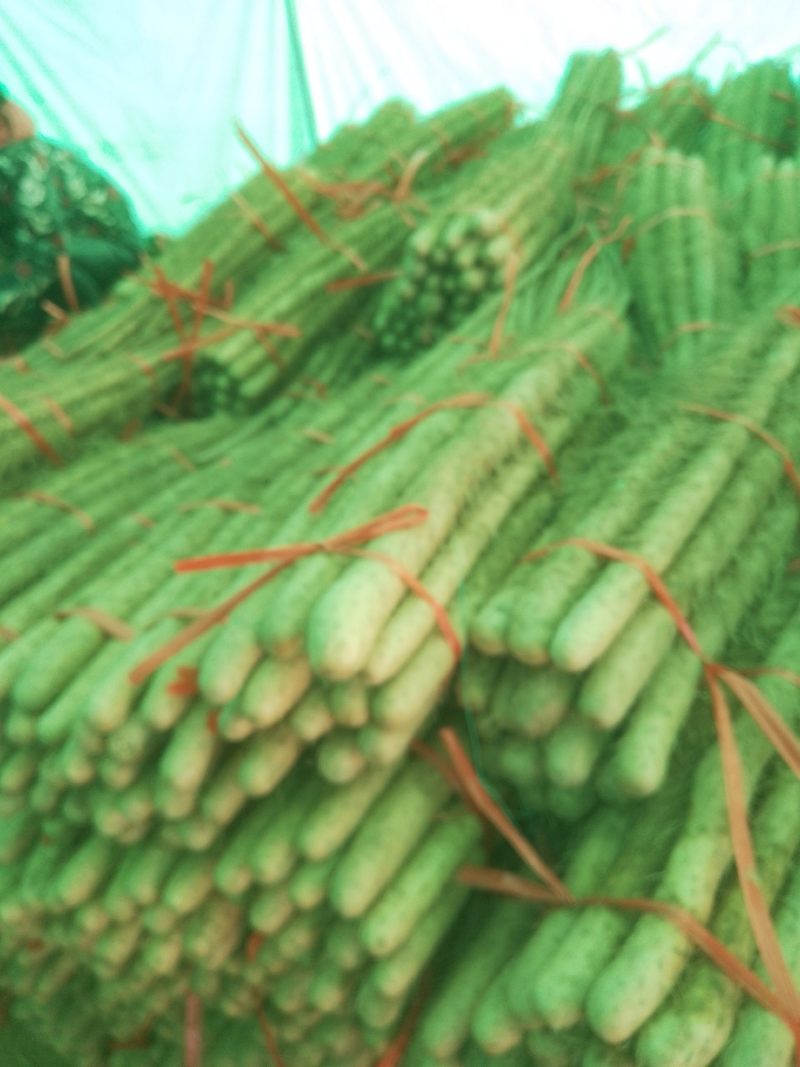 铁棍山药