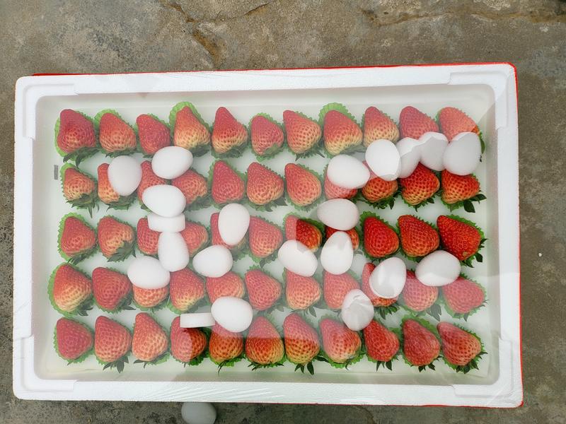 红颜草莓，各种规格