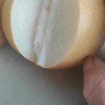 秋月梨