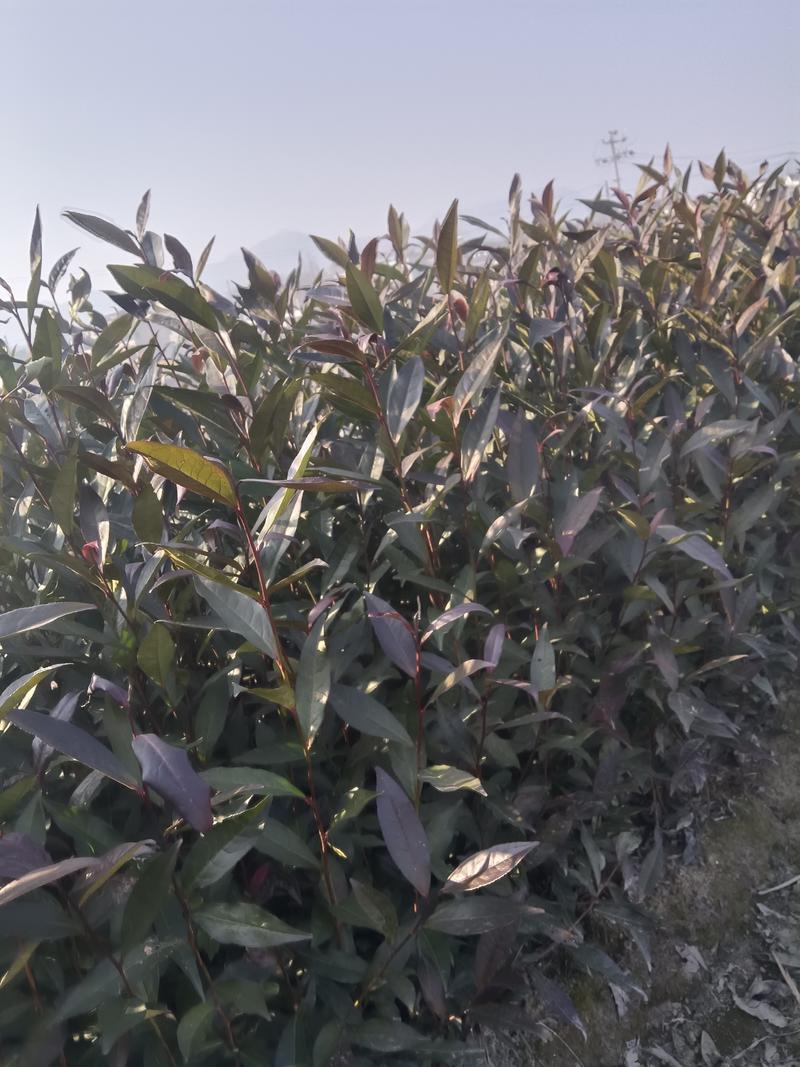 子娟茶树苗含有青花素，营养丰富，芽红形奇色美