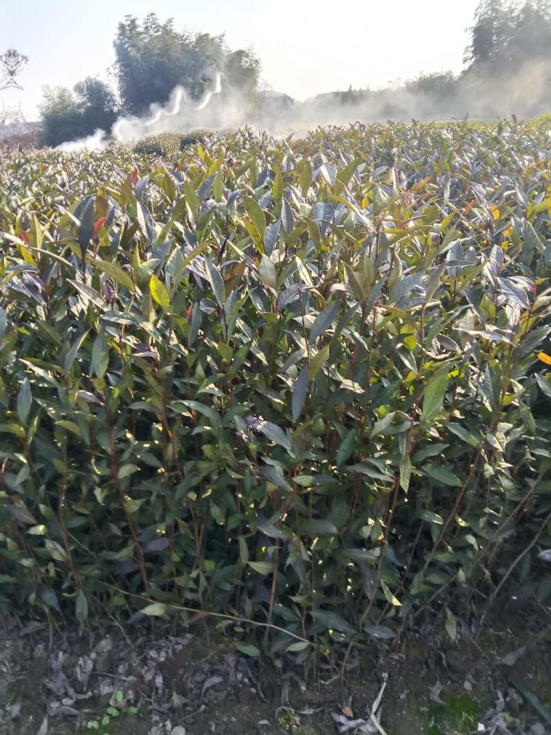 子娟茶树苗含有青花素，营养丰富，芽红形奇色美