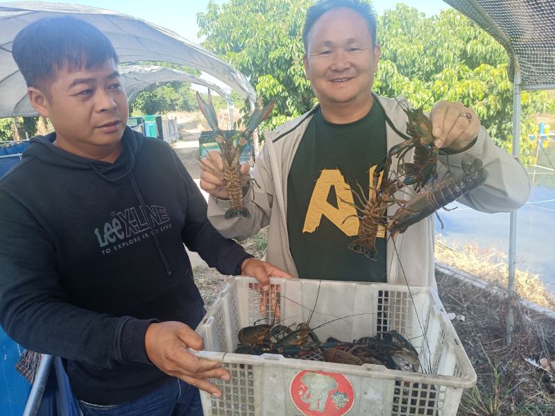 澳洲龙虾苗，澳洲淡水龙虾苗