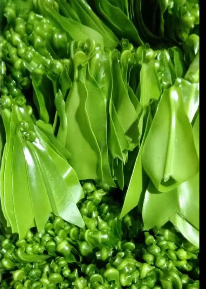 山苏