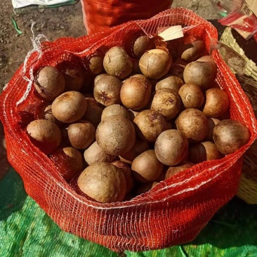 牛油果果核缅甸品种懂得都知道