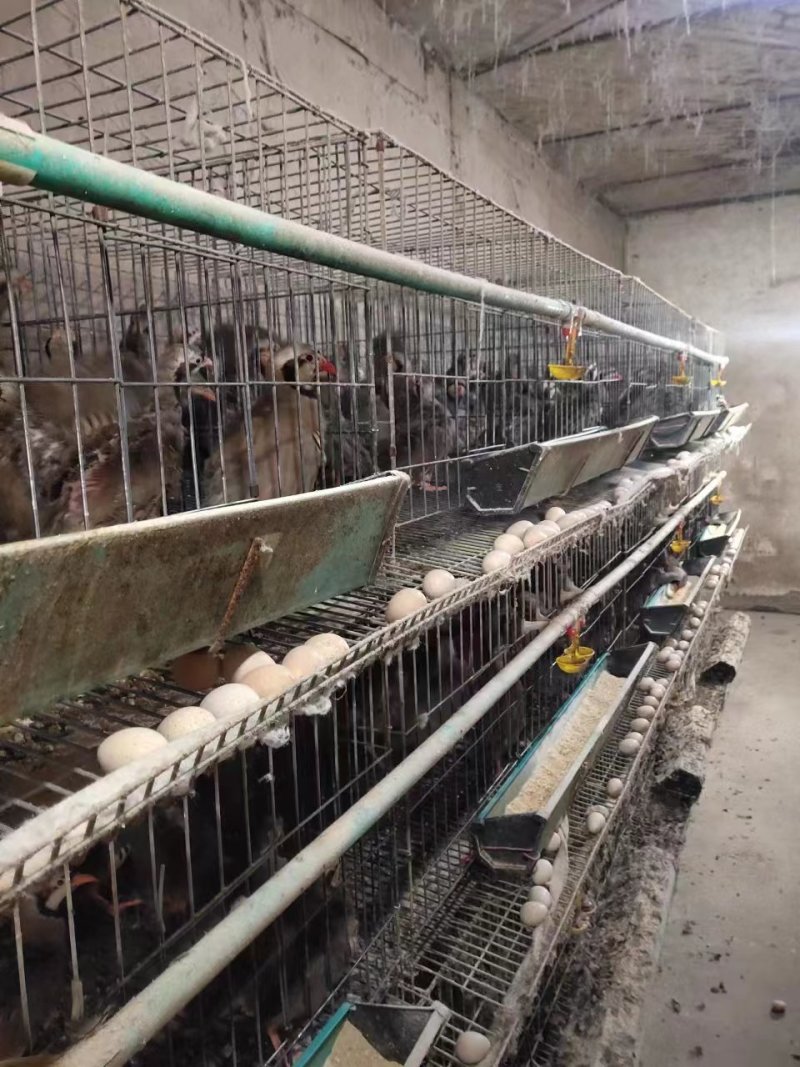 鹧鸪，营养丰富、肉质鲜口感好，养殖场一手货源，可视频看货