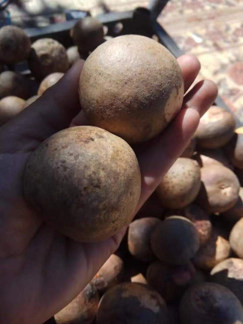 牛油果果核缅甸品种懂得都知道
