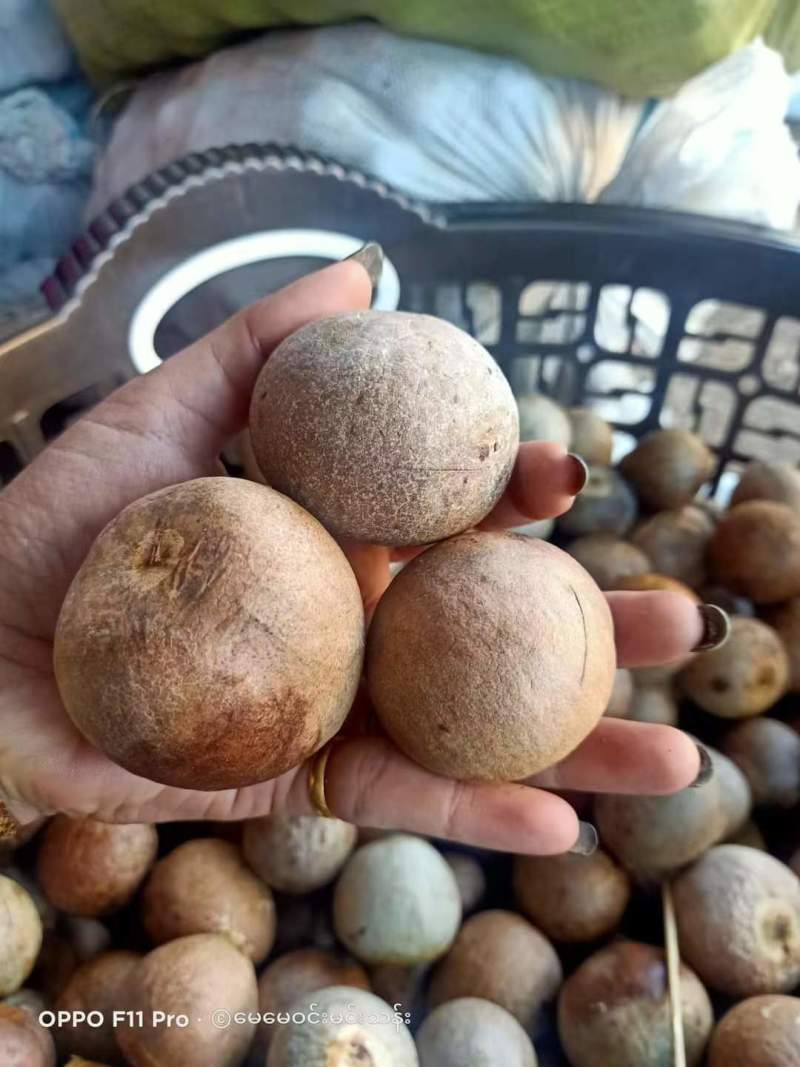 牛油果果核缅甸品种懂得都知道