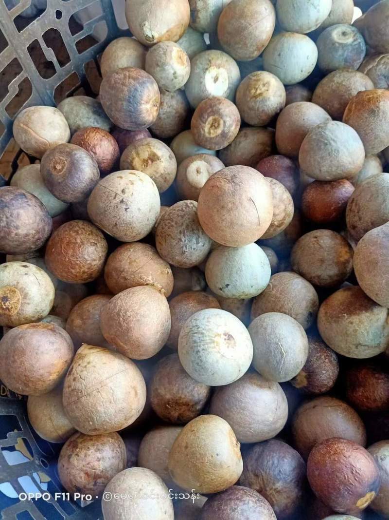 牛油果果核缅甸品种懂得都知道