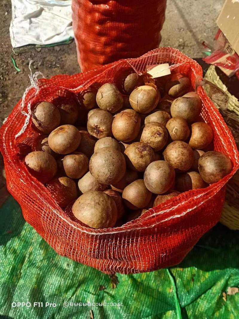牛油果果核缅甸品种懂得都知道