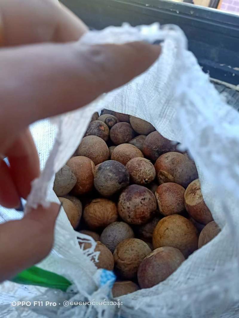 牛油果果核缅甸品种懂得都知道