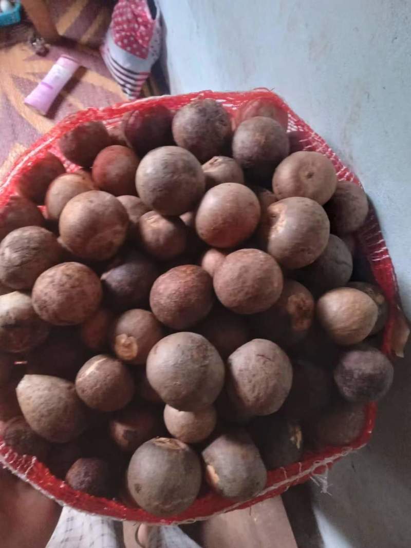 牛油果果核缅甸品种懂得都知道